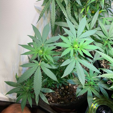 Tutankhamon pyramid seeds growlog timeline photo