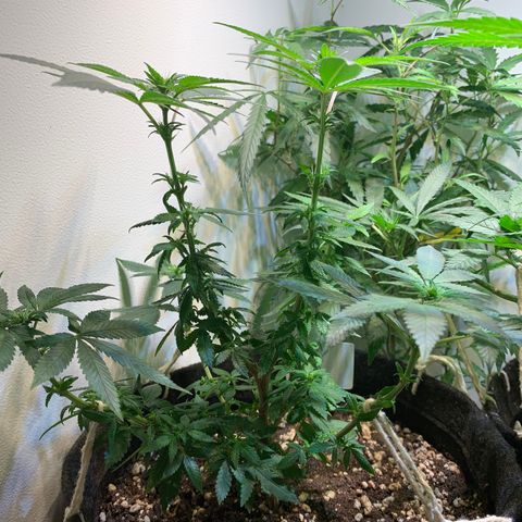 Tutankhamon pyramid seeds growlog timeline photo