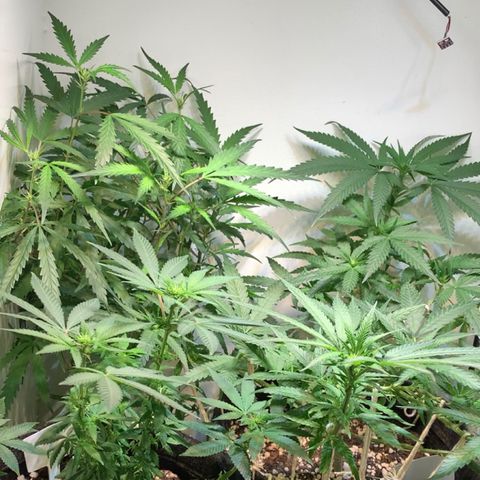 Semente regular (adotada Léo negao) growlog timeline photo