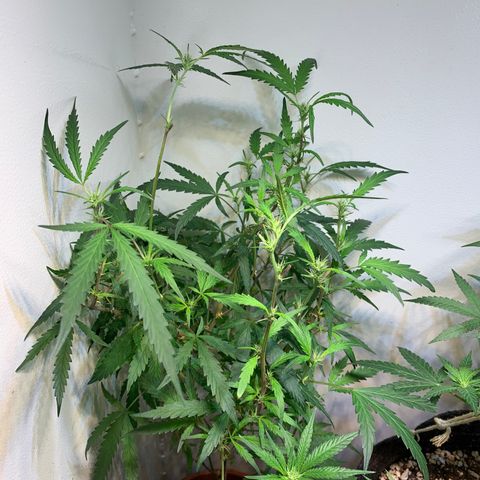 Semente regular (adotada Léo negao) growlog timeline photo