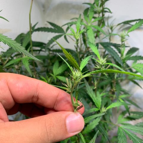 Semente regular (adotada Léo negao) growlog timeline photo