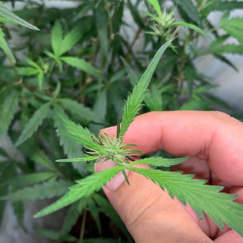 Semente regular (adotada Léo negao) growlog timeline photo