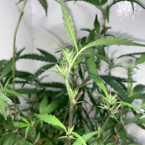 Semente regular (adotada Léo negao) growlog timeline photo