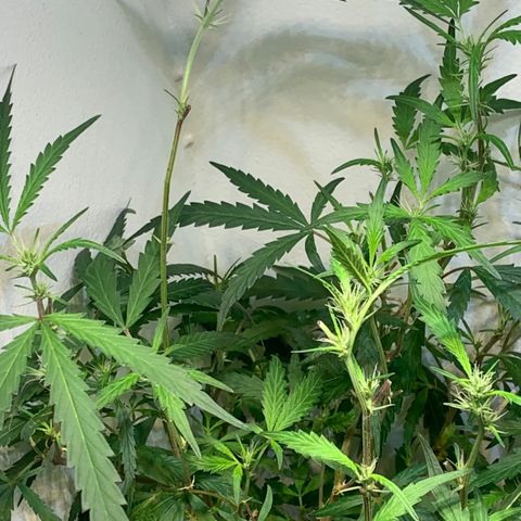 Semente regular (adotada Léo negao) growlog timeline photo