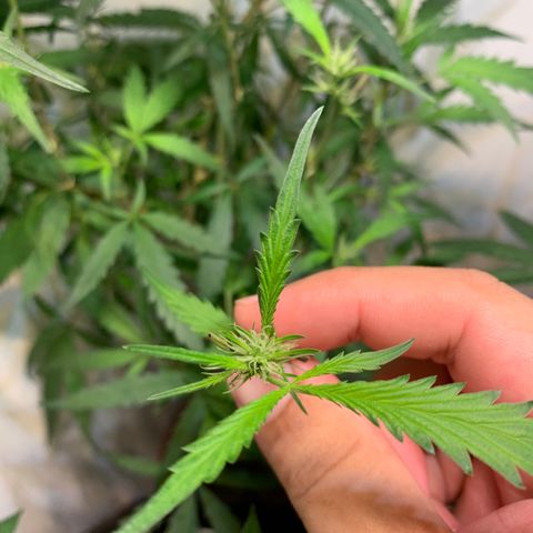 Semente regular (adotada Léo negao) growlog timeline photo