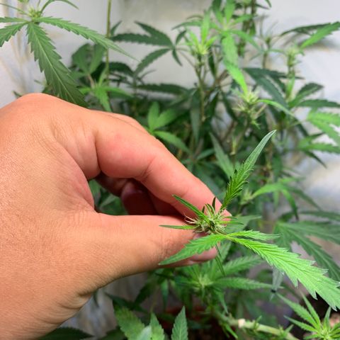 Semente regular (adotada Léo negao) growlog timeline photo