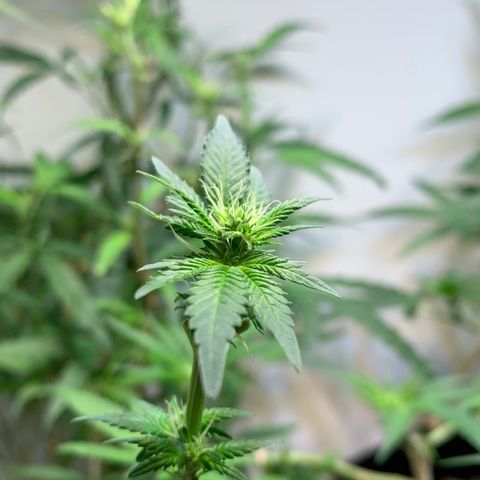 Tutankhamon pyramid seeds growlog timeline photo