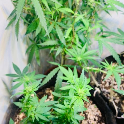 Tutankhamon pyramid seeds growlog timeline photo