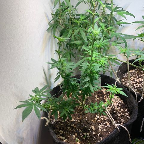 Tutankhamon pyramid seeds growlog timeline photo