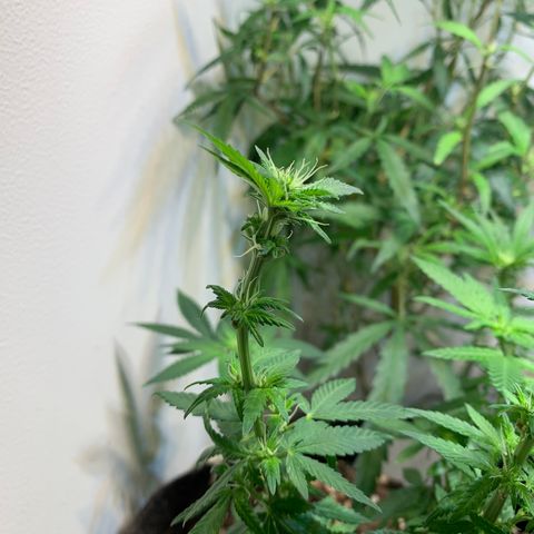 Tutankhamon pyramid seeds growlog timeline photo