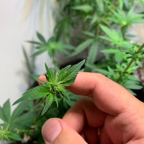 Tutankhamon pyramid seeds growlog timeline photo
