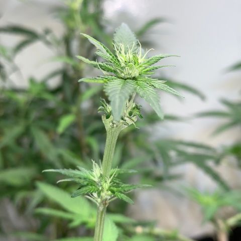 Tutankhamon pyramid seeds growlog timeline photo