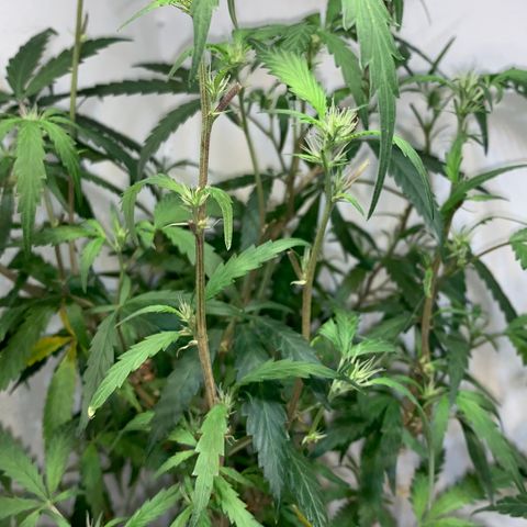 Semente regular (adotada Léo negao) growlog timeline photo