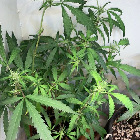 Semente regular (adotada Léo negao) growlog timeline photo