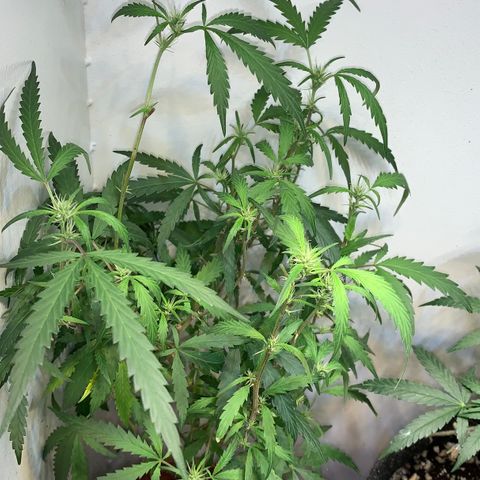 Semente regular (adotada Léo negao) growlog timeline photo