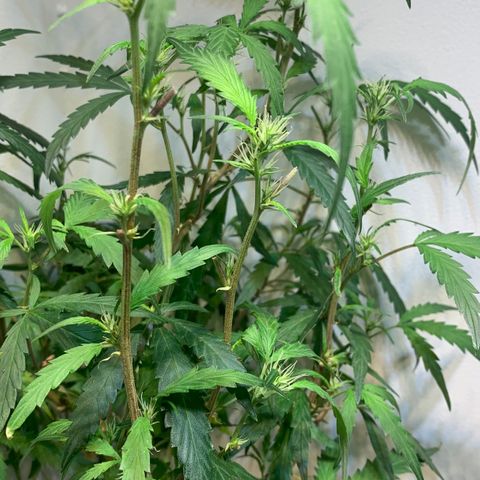 Semente regular (adotada Léo negao) growlog timeline photo