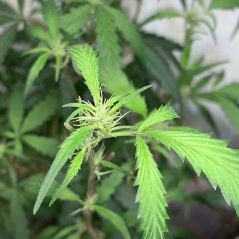 Semente regular (adotada Léo negao) growlog timeline photo