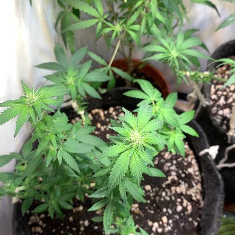 Tutankhamon pyramid seeds growlog timeline photo