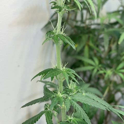 Tutankhamon pyramid seeds growlog timeline photo
