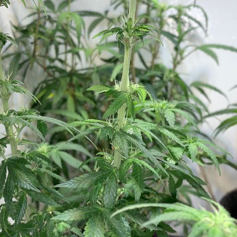 Tutankhamon pyramid seeds growlog timeline photo