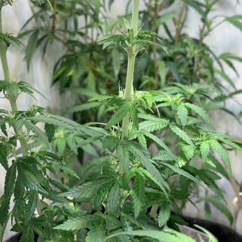 Tutankhamon pyramid seeds growlog timeline photo