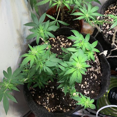Tutankhamon pyramid seeds growlog timeline photo
