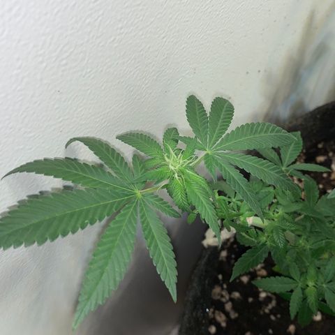 Tutankhamon pyramid seeds growlog timeline photo