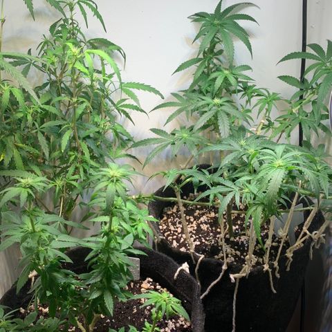 Semente regular (adotada Léo negao) growlog timeline photo