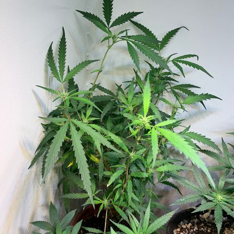 Semente regular (adotada Léo negao) growlog timeline photo