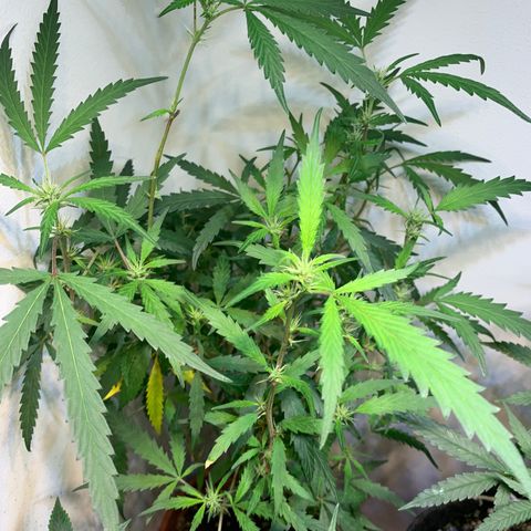 Semente regular (adotada Léo negao) growlog timeline photo