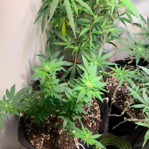 Tutankhamon pyramid seeds growlog timeline photo
