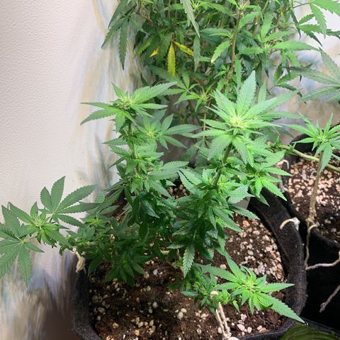 Tutankhamon pyramid seeds growlog timeline photo