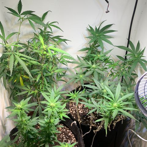 Semente regular (adotada Léo negao) growlog timeline photo