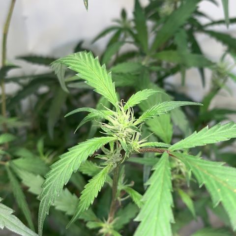 Semente regular (adotada Léo negao) growlog timeline photo