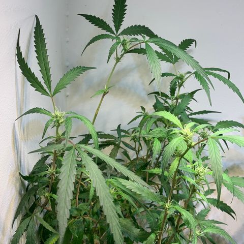 Semente regular (adotada Léo negao) growlog timeline photo