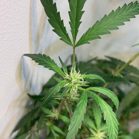 Semente regular (adotada Léo negao) growlog timeline photo
