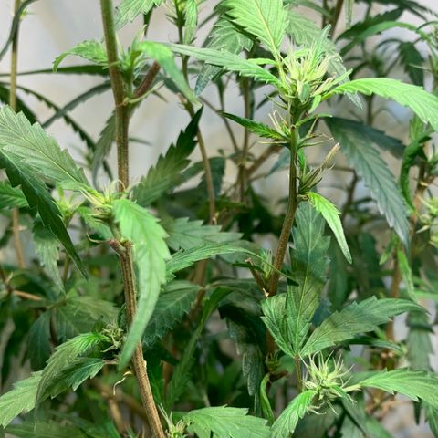 Semente regular (adotada Léo negao) growlog timeline photo
