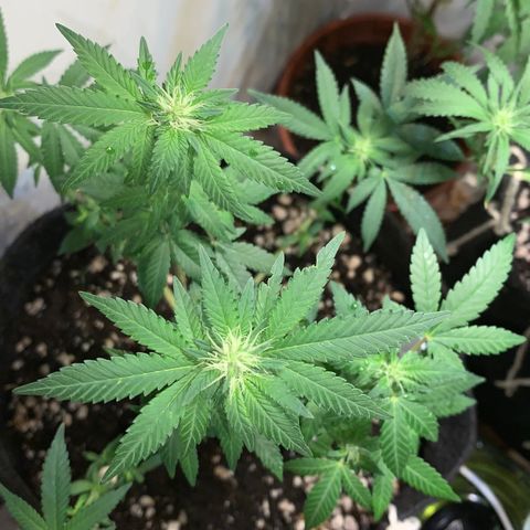 Tutankhamon pyramid seeds growlog timeline photo