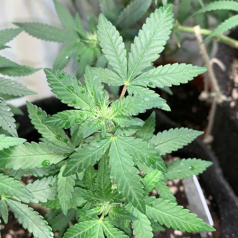 Tutankhamon pyramid seeds growlog timeline photo