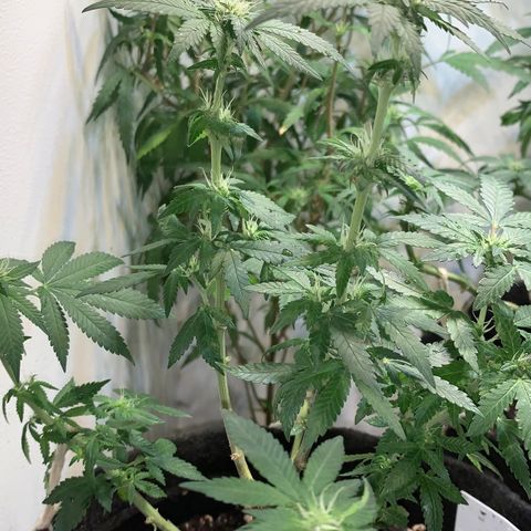Tutankhamon pyramid seeds growlog timeline photo