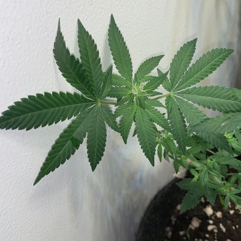 Tutankhamon pyramid seeds growlog timeline photo