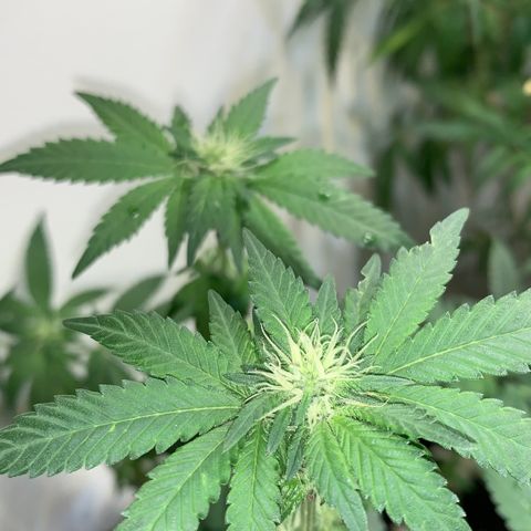 Tutankhamon pyramid seeds growlog timeline photo