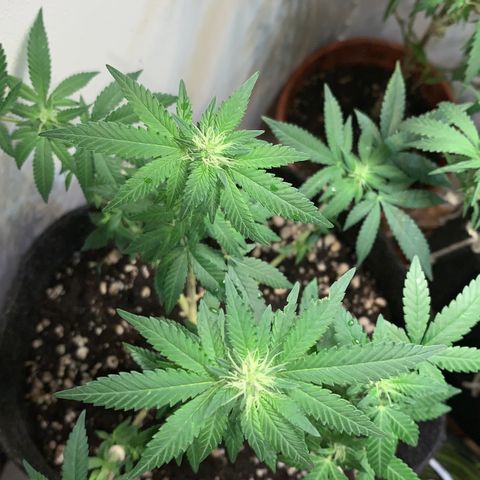 Tutankhamon pyramid seeds growlog timeline photo