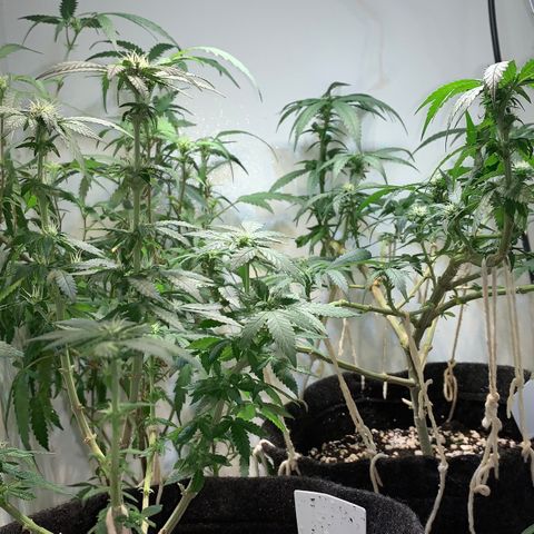Semente regular (adotada Léo negao) growlog timeline photo