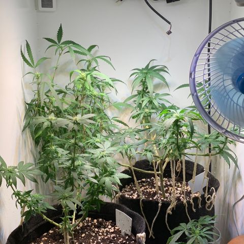 Semente regular (adotada Léo negao) growlog timeline photo