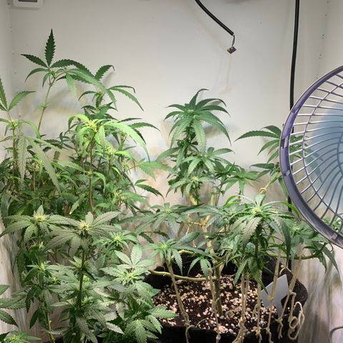 Semente regular (adotada Léo negao) growlog timeline photo