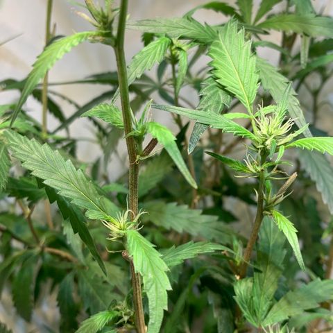 Semente regular (adotada Léo negao) growlog timeline photo