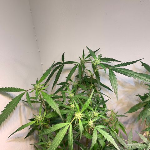 Semente regular (adotada Léo negao) growlog timeline photo