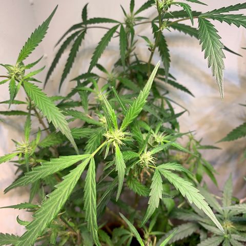 Semente regular (adotada Léo negao) growlog timeline photo