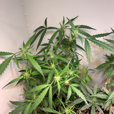 Semente regular (adotada Léo negao) growlog timeline photo